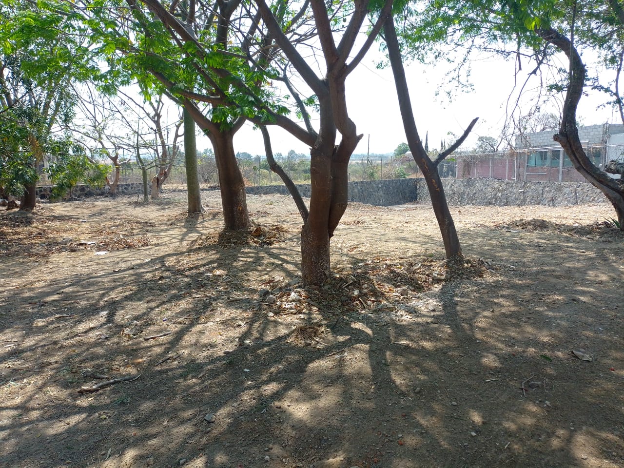 campo